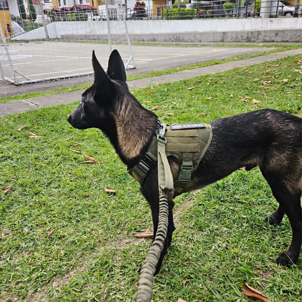 Tactical Military Dog Harness & Leash Set for Large Dogs — Training, Walking & Hunting